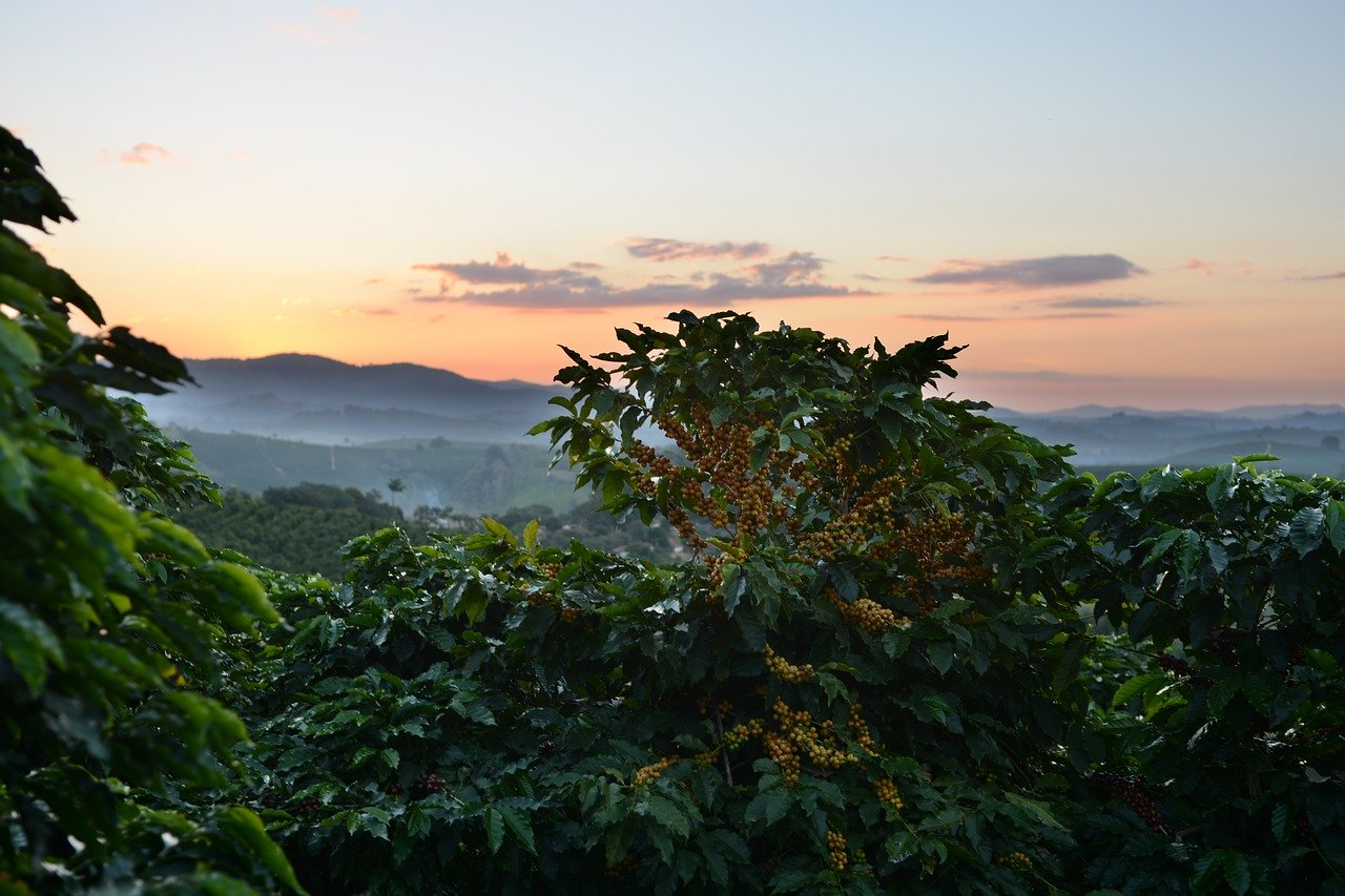 Plantación de café en Brasil