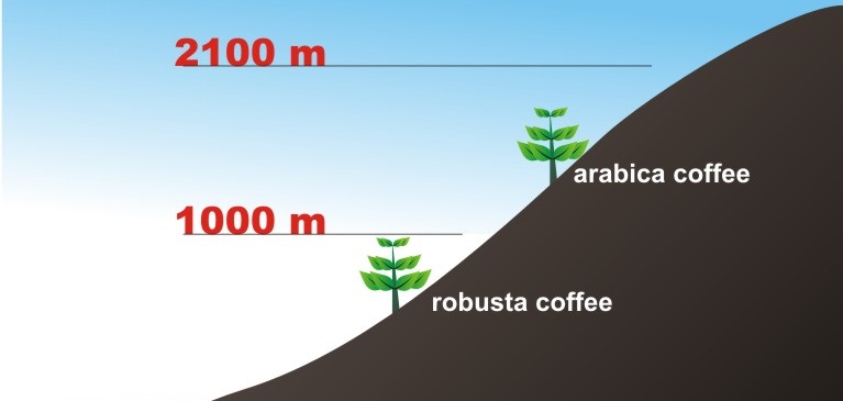 Las diferencias entre los cafés Arábica y Robusta
